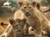 African Lions Animal Planet Kids Prime 3D Puzzles 63 Pieces