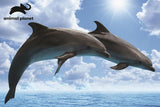 Dolphins Animal Planet Prime 3D Puzzles 150 Pieces